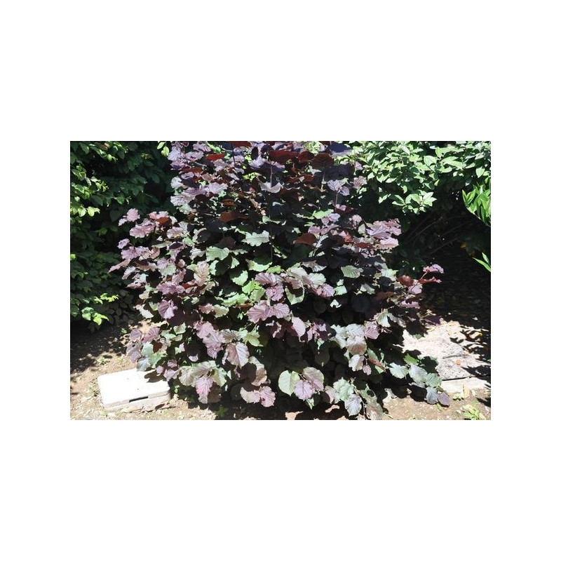 corylus maxima " purpurea "