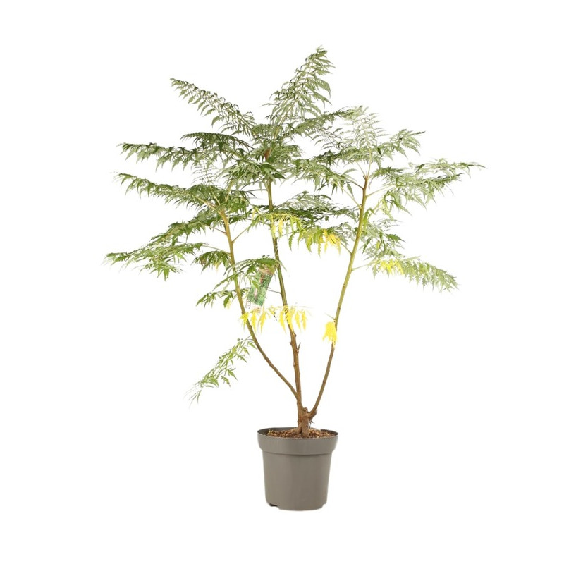 sumac de Virginie Dissecta en pot de 12 litres - 80/100 cm