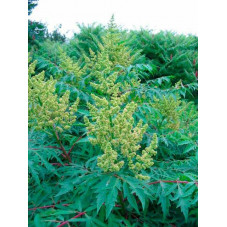 fleurs du sumac de Virginie de couleur vert jaunâtre en juillet