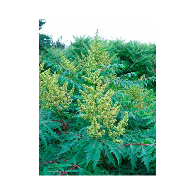 sumac de Virginie Dissecta rhus