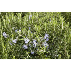 fleurs du romarin officinale