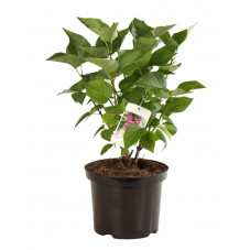 Lilas commun Michel Buchner en pot de 4 litres - 3/4 branches 60 cm