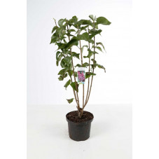 lilas Michel Buchner en 3/4 branches 60 cm