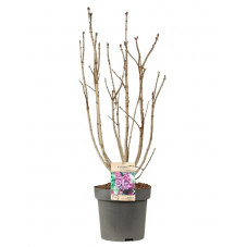 lilas Michel Buchner grosse touffe pot de 12 litres 80/100 cm