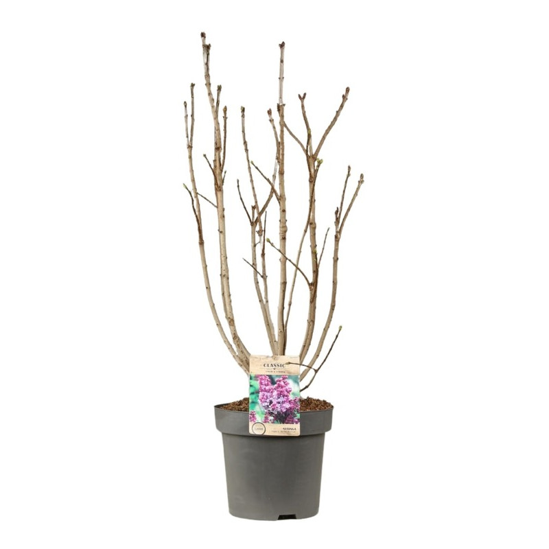 lilas Michel Buchner grosse touffe pot de 12 litres 80/100 cm