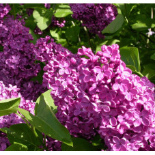 fleurs du lilas Michel Buchner couler bleue mauve en mai juin