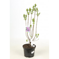 lilas sensation en pot de 5 litres - 4/5 branches 60 cm