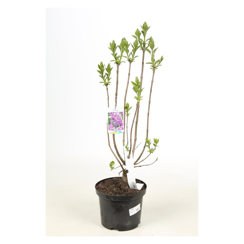 lilas sensation en pot de 5 litres - 4/5 branches 60 cm
