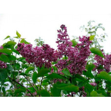 fleurs du lilas sensation en mai juin