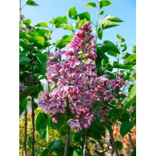 détail des fleurs du lilas sensation