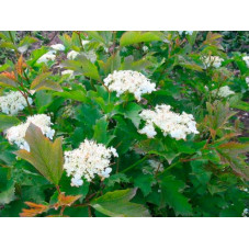 fleurs du viburnum compactum