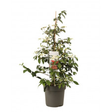 viorne Kilimandjaro en pot de 12 litres 80/100 cm