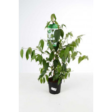 viorne kilimandjaro en pot de 3/4 litres 60/70 cm