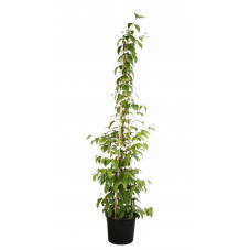 viorne tuteurée Pyramide 125/150 cm en pot de 20 litres