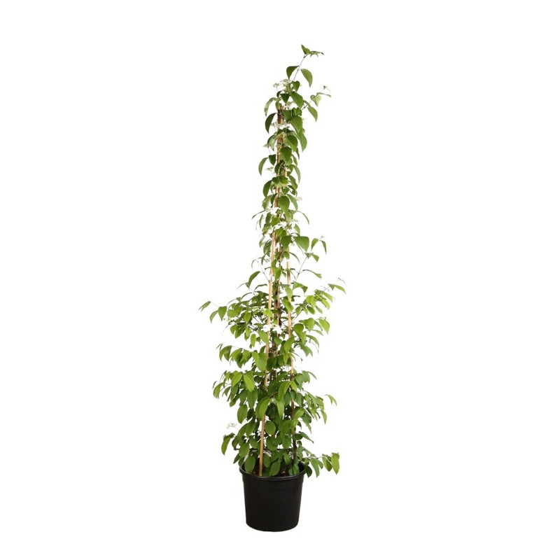 viorne tuteurée Pyramide 125/150 cm en pot de 20 litres