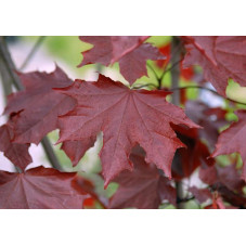 feuilles découpées de l'érable royal red