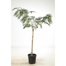 arbre à soie demi -tige 6/8 cm en pot de 10 litres