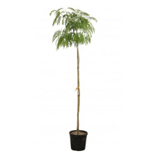 arbre à soie tige circ. 8/10 cm pot de 30 litres