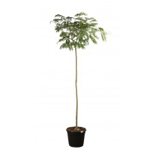 arbre à soie tige circonférence 10/12 cm pot de 35 litres