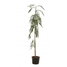 arbre à soie baliveau 150/175 cm pot de 10 litres