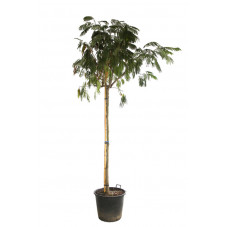 arbre à soie tige grosse taille circonférence 16/18 cm pot de 80 litres