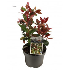 photinia carré rouge en pot de 2 litres 30/40 cm