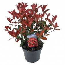 photinia carré rouge 40/50 cm en pot de 3 litres