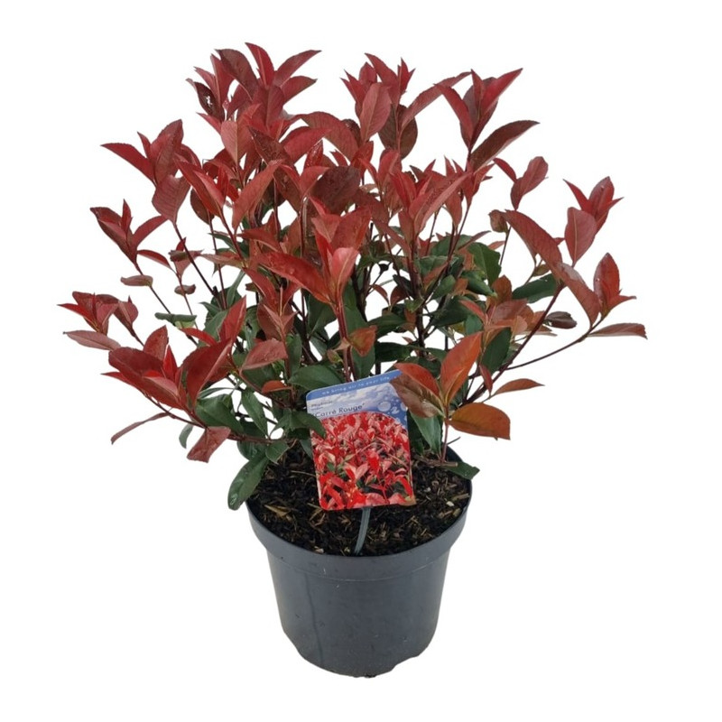 photinia carré rouge 40/50 cm en pot de 3 litres