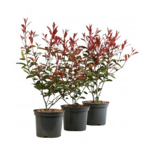 photinia carré rouge en pot de 4 litres 50/60 cm