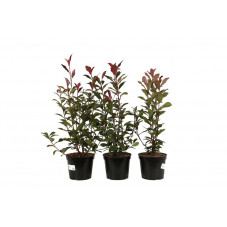 photinia carré rouge en pot de 5 litres 60/70 cm