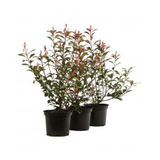 photinia carré rouge en pot de 5 litres 70/75 cm