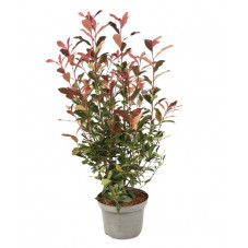 photinia carré rouge 80/90 cm en pot de 7.5 litres