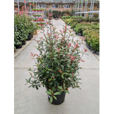 photinia carré rouge touffe forte 100/120 cm en pot de 30 litres