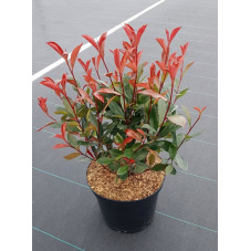 photinia carré rouge en pot de 7.5 litres