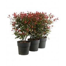 photinia 80/100 cm en pot de 10 litres