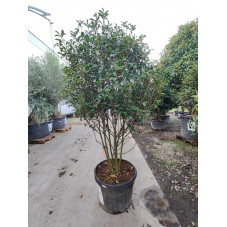 photinia carré rouge cépée grosse taille 150/175 cm en pot de 100 litres