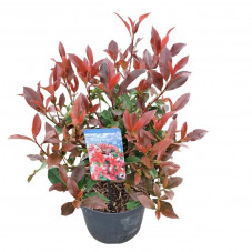 photinia dynamo Red 50/70 cm en pot de 7.5 litres