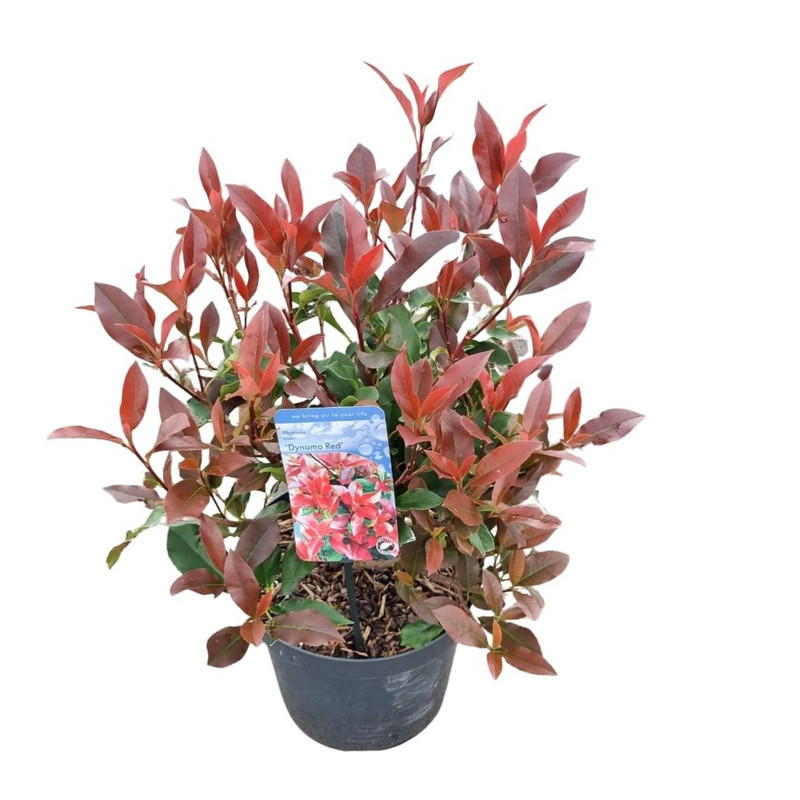 photinia dynamo Red 50/70 cm en pot de 7.5 litres