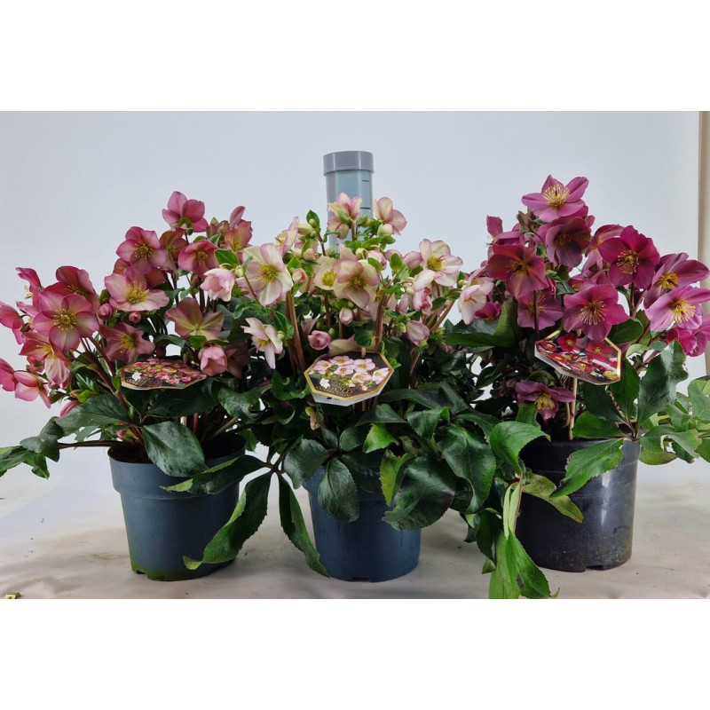 hellebore ou rose de Noël Ice n' roses en pot de 23 cm hellebore ou rose de Noël Ice n' roses en pot de 23 cm