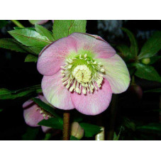 hellebore orientale fleur rose de carême