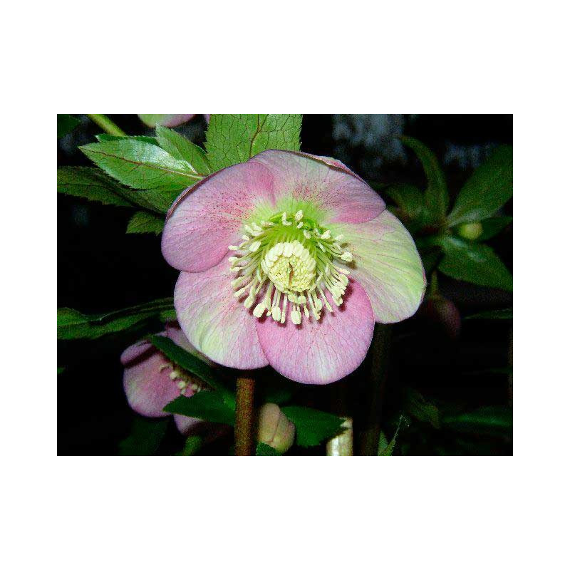 hellebore orientale fleur rose de carême