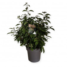 viburnum - viorne farreri en pot de 12 litres 60/80 cm