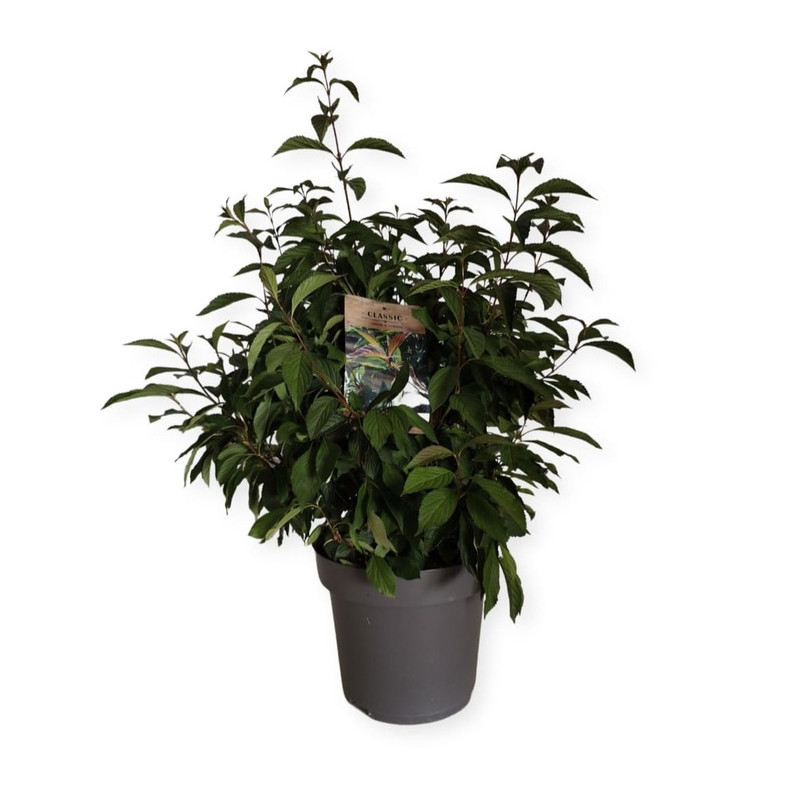 viburnum - viorne farreri en pot de 12 litres 60/80 cm viburnum - viorne farreri en pot de 12 litres 60/80 cm