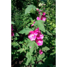 fleurs du lavatère Brdeon Springs - floraison de mai à septembre