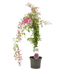 lespedeza thunbergii en pot de 3 litres