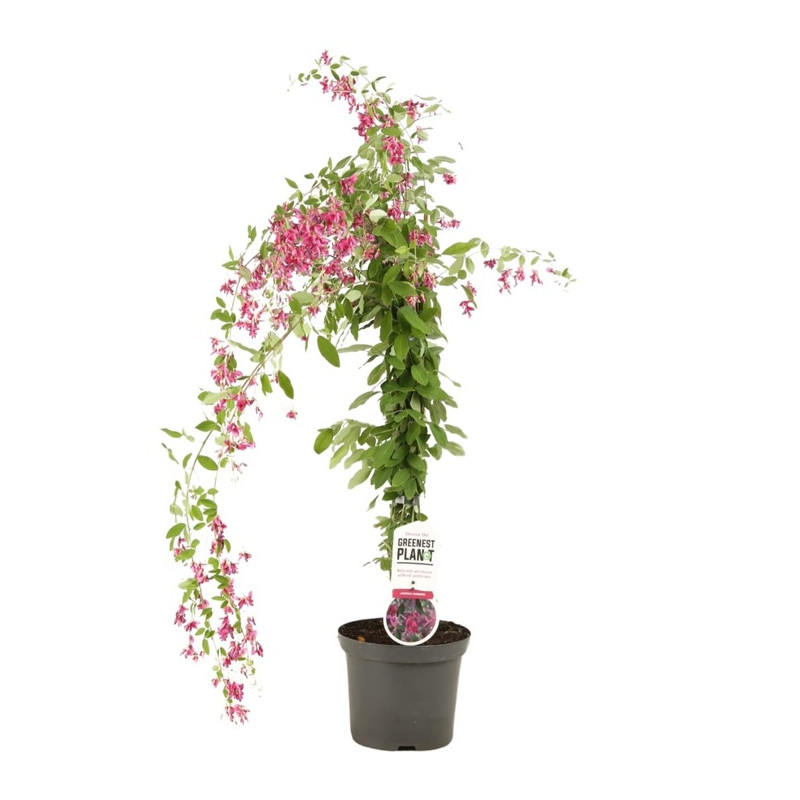 lespedeza thunbergii en pot de 3 litres