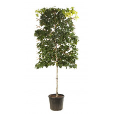 liquidambar espalier tige circonférence 12/14 cm pot de 55 litres