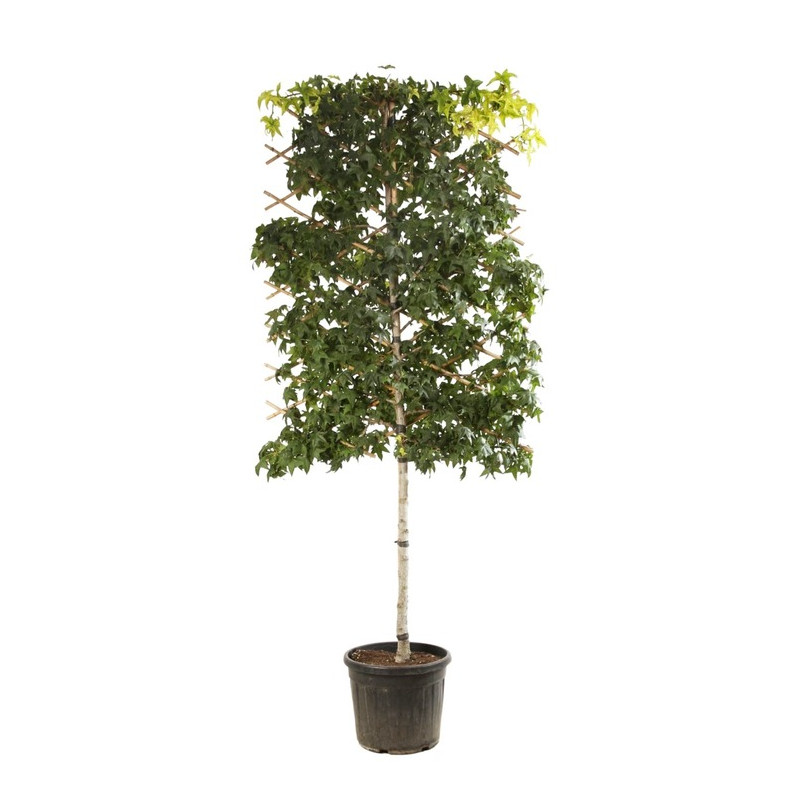 liquidambar espalier tige circonférence 12/14 cm pot de 55 litres