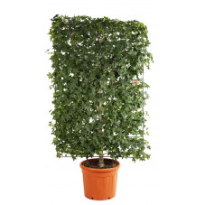 copalme liquidambar espalier pot de 50 litres - cadre 180 cm x 120 cm