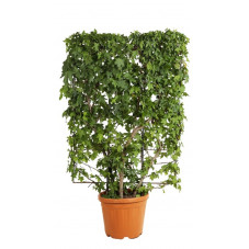 copalme liquidambar espalier cadre 120 cm x 80 cm en pot de 30 litres